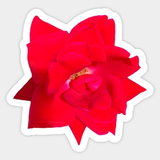 Velvety Rose Flower Sticker